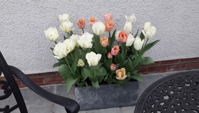 Glenys Tulips 1 R