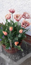 Glenys Tulips 2 R