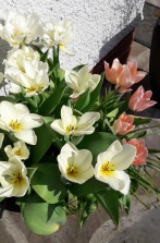 Glenys Tulips 4 R